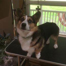 Monroe - Pembroke Welsh Corgi