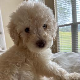 Mr. Marshmallow - Cream male Labradoodle puppy in Houston, Texas from Prime & Prissy Pooches