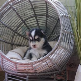 Pomsky Puppies from Arctic Star Pomskies