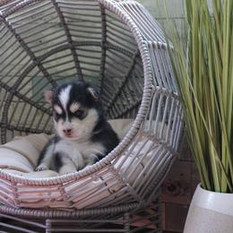 Pomsky Puppies from Arctic Star Pomskies