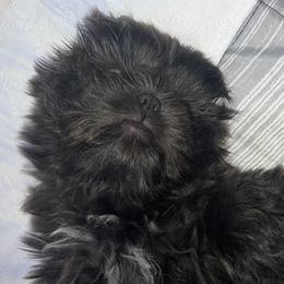 Shih Tzu Puppies from Lavender Lane Tzus
