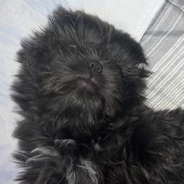Shih Tzu Puppies from Lavender Lane Tzus