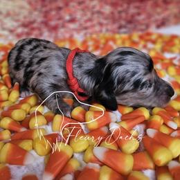 Shock - Black and cream female Dachshund puppy in Martin City, Montana from FleuryDachs