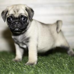 Nate (black) - Fawn male Pug puppy in Hereford, Arizona from Broken Road Ranch Pugs