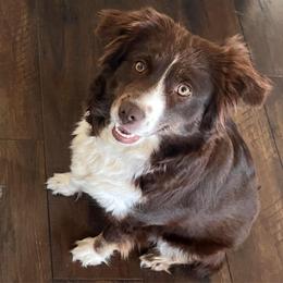 Harper - Red tri female Miniature Australian Shepherd puppy in Denair, California from CenCal Mini Aussies