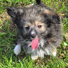 Oscar - Fawn male Companion Cross puppy in Grand Saline, Texas from Oldfield Outdoors