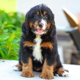 Mustang - Tri-color male Bernedoodle puppy in Dundee, Ohio from Down Home Doodle