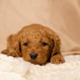 Rosie (Orange Collar) - Cream female Goldendoodle puppy in Palmetto Bay, Florida from SOMIDOODLES