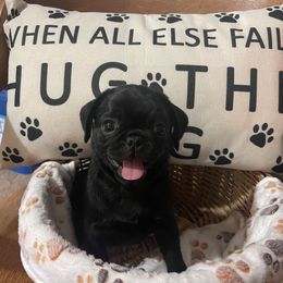 Pug Puppies from Pugs & Kisses