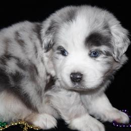 Lucky - Blue merle male Australian Shepherd puppy in Colorado Springs, Colorado from Rocky Mountain Aussies