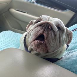 Skittles - Bulldog