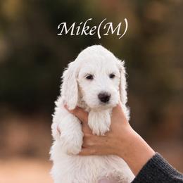 Mike - Parti male Goldendoodle puppy in Acton, Maine from Silver Pines Pups