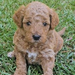 Leaf (green collar) - Red  male Goldendoodle puppy in Fayetteville, North Carolina from Frannie's Goldendoodle Puppies
