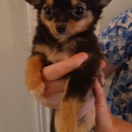 Chihuahuas from Joy of Chihuahuas
