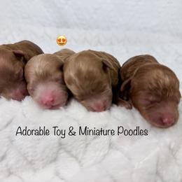 Fall - Red  female Poodle puppy in Florida from Adorable Toy-Miniature Poodles