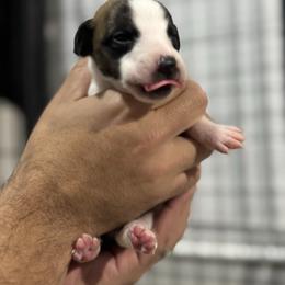 Biggie - Fawn brindle male Whippet puppy in Winter Garden, Florida from Infinity Whippets