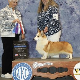 Ruby - Pembroke Welsh Corgi