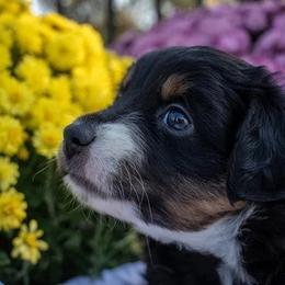 Black Tri - Black tri male Miniature American Shepherd puppy in Easton, Missouri from Country Creek Kennels