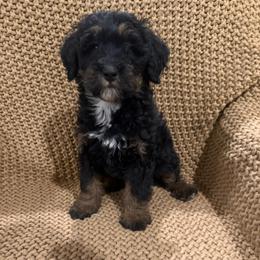 Girl 2 - Phantom female Bernedoodle puppy in Churchill County Fallon, Nevada from Card Family Ranch