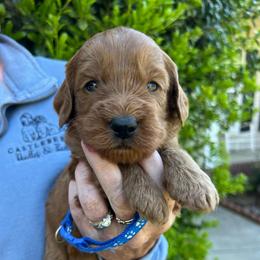 Dark Blue - Red  male Goldendoodle puppy in Indian Trail, North Carolina from Castleberry Doodles and Poodles