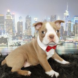 Boston Terrier Puppies from Our Gang Bostons