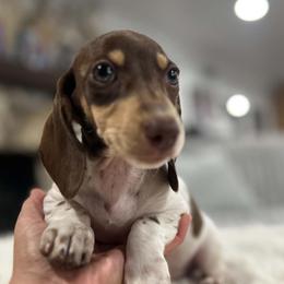 Annie - Piebald female Dachshund puppy in Price, Utah from Stone Kennels