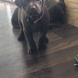 Dilute Retriever and Labrador Retriever Puppies from CKB Labradors