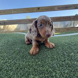 Moto - Dapple male Dachshund puppy in Pollok, Texas from Magnolia Kennels