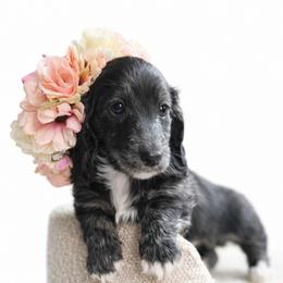 Lilac - Black female Dachshund puppy in Clever, Missouri from Autumn Breeze Dachshunds