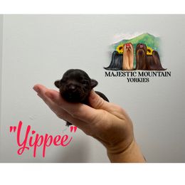 Yippee - Chocolate and tan female Yorkshire Terrier puppy in Baker, West Virginia from Majestic Mountain Yorkies