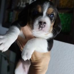 Luna - Black tan and white female Beagle puppy in Susanville, California from Homegrown Beagles