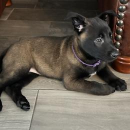 Belgian Malinois Puppies from Focused Obedient Belgian Malinois