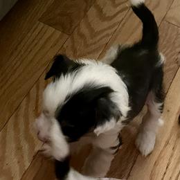 Hairy hairless - Black white and tan male Chinese Crested puppy in Rockvale, Tennessee from Cosmic Chinese Cresteds & Wind-Echo Poodles
