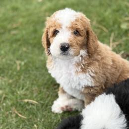 Robin - Boy 4 - Red male Bernedoodle puppy in Bellville, Ohio from Bernedoodle Buddies