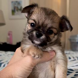 Harry - Fawn male Chihuahua puppy in Spring Hill, Florida from Stardom Chihuahuas & CKCS