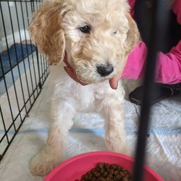 Poodle Puppies from Star Valley Standards