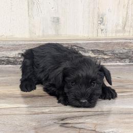 Gucci - Black male Miniature Schnauzer puppy in Lufkin, Texas from Texas Lil Cowdogs