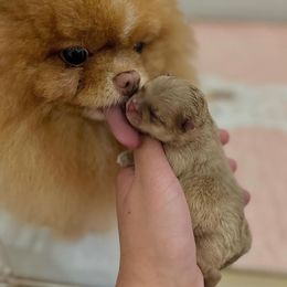 Pomeranian Puppies from Strawberry Pom Poms