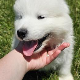 Samoyed Puppies from Rocky Mountain Samoyeds