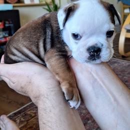 Bulldog Puppies from Gina Francis
