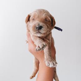 Glory (Purple Collar) - Red  female Goldendoodle puppy in Beaverton, Oregon from Henry Elliots