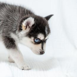 Purple - Black and white female Pomsky puppy in Spring City, Pennsylvania from Pomsky Power Puppies