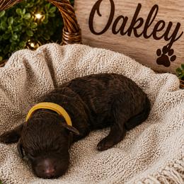 Oakley- Yellow Collar - Brown and white male Aussiedoodle puppy in Grand Blanc, Michigan from B's Aussiedoodles