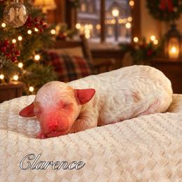 Clarence - Parti male Goldendoodle puppy in Urbana, Illinois from ZaraDoodles