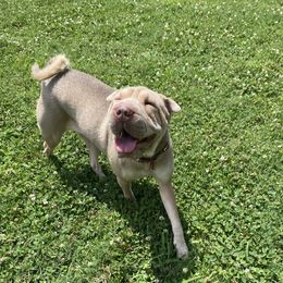 Juju - Chinese Shar-Pei