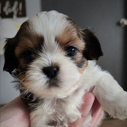 Chip - Sable and white male Shih Tzu puppy in Wolcottville, Indiana from Ducky's Doodles