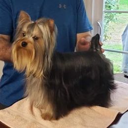 Dashi - Yorkshire Terrier