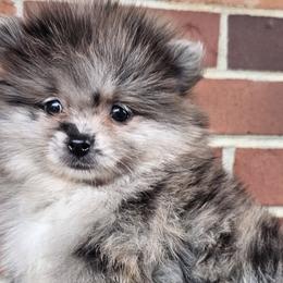 Pomeranians from Imperial Pomeranians