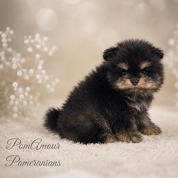 Black n tan - Black and tan male Pomeranian puppy in Las Vegas, Nevada from PomAmour Pomeranians