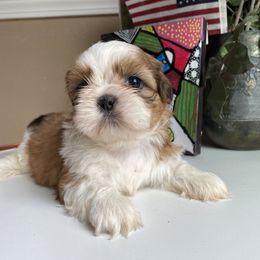 Girl 5 - female Shih Tzu puppy in Troy, Michigan from "Shihtzu Best Friend"